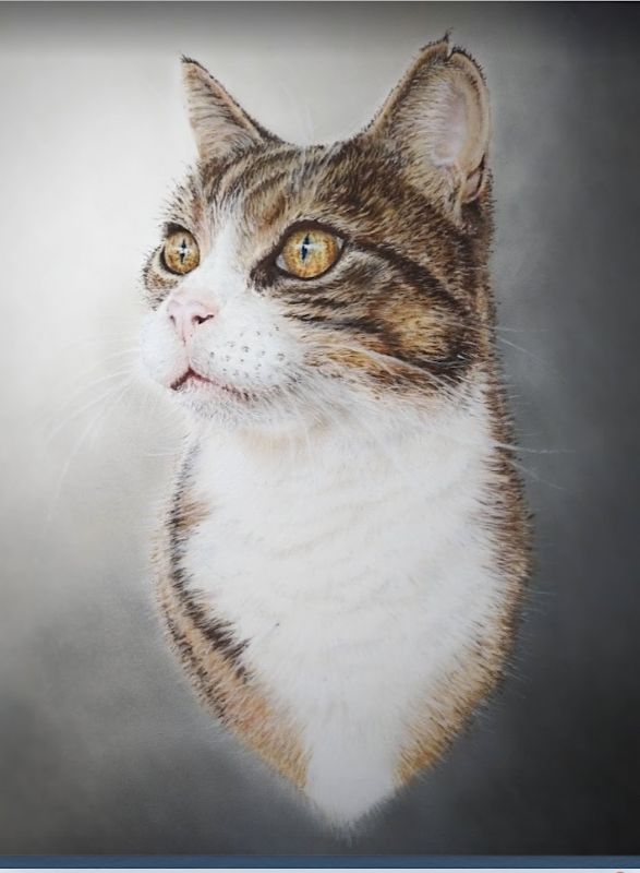 Pet Portrait, cat
